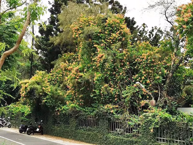 Nhờ đó, nụ sẽ ra nhiều hơn và đương nhiên sẽ có nhiều hoa hơn. Ảnh minh họa wiki