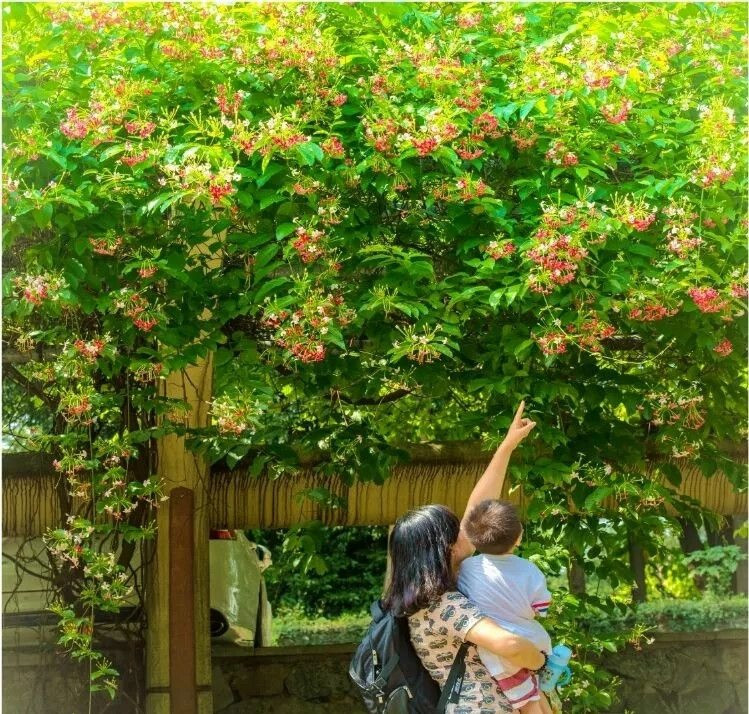 Cây cảnh sử quân tử hay còn gọi là dây giun, hoa giun, tên tiếng Anh là Double Rangoon Creeper, tên khoa học là Combretum indicum. Cây cảnh có nguồn gốc từ các nước châu Á và Châu Phi. Ở một số nơi khác, cây được lai tạo cho ra nhiều màu sắc khác nhau. Ảnh minh họa Toutiao. 