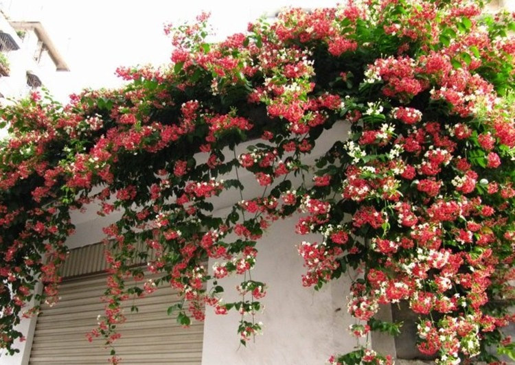  Cây cảnh lặng lẽ đứng đó, lặng lẽ nở hoa, lặng lẽ kết trái và gửi đến chúng ta một lời chúc thầm lặng: Chúc bạn sức khỏe. Sử quân tử dùng sức sống bền bỉ của mình để cho chúng ta biết tầm quan trọng của sức khỏe. Nó không sợ gió mưa, lạnh nóng và luôn duy trì sức sống mãnh liệt. Ảnh minh họa Toutiao 