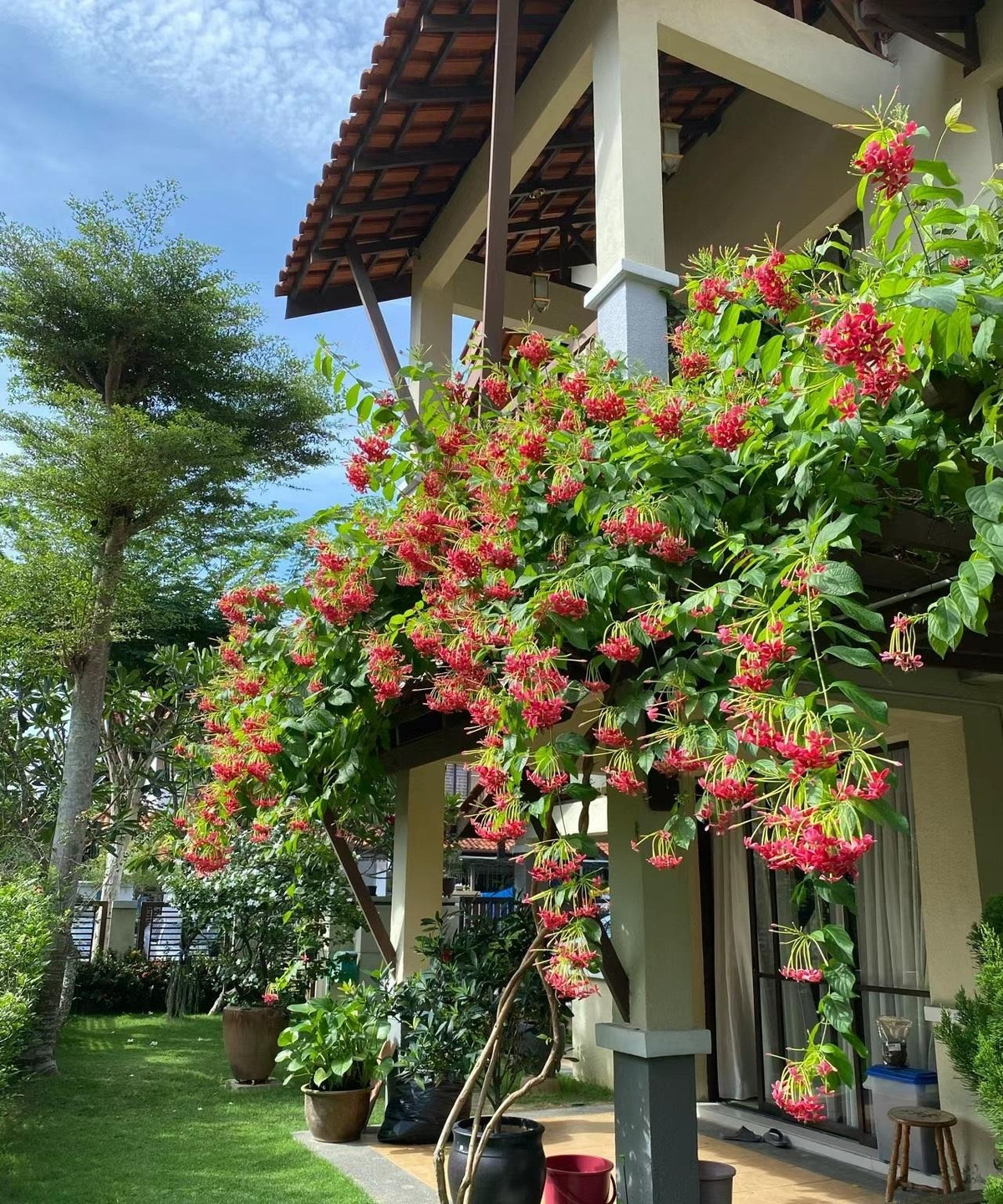  Lời chúc thầm lặng này thường cảm động hơn lời nói và có thể truyền tải những cảm xúc sâu sắc. Trong phong thủy, cây cảnh này có ý ghĩa như tên của ình, mang sức sống mãnh liệt, kiên cường, hiên ngang của một vị quân tử. Ảnh minh họa Toutiao 