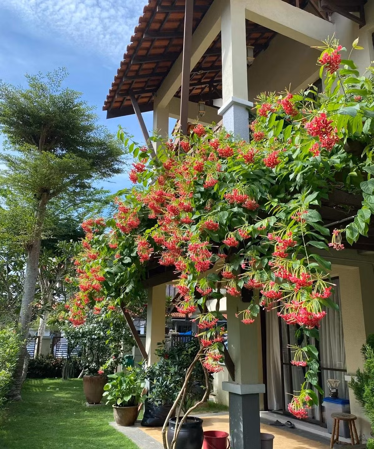  Lời chúc thầm lặng này thường cảm động hơn lời nói và có thể truyền tải những cảm xúc sâu sắc. Trong phong thủy, cây cảnh này có ý ghĩa như tên của ình, mang sức sống mãnh liệt, kiên cường, hiên ngang của một vị quân tử. Ảnh minh họa Toutiao 