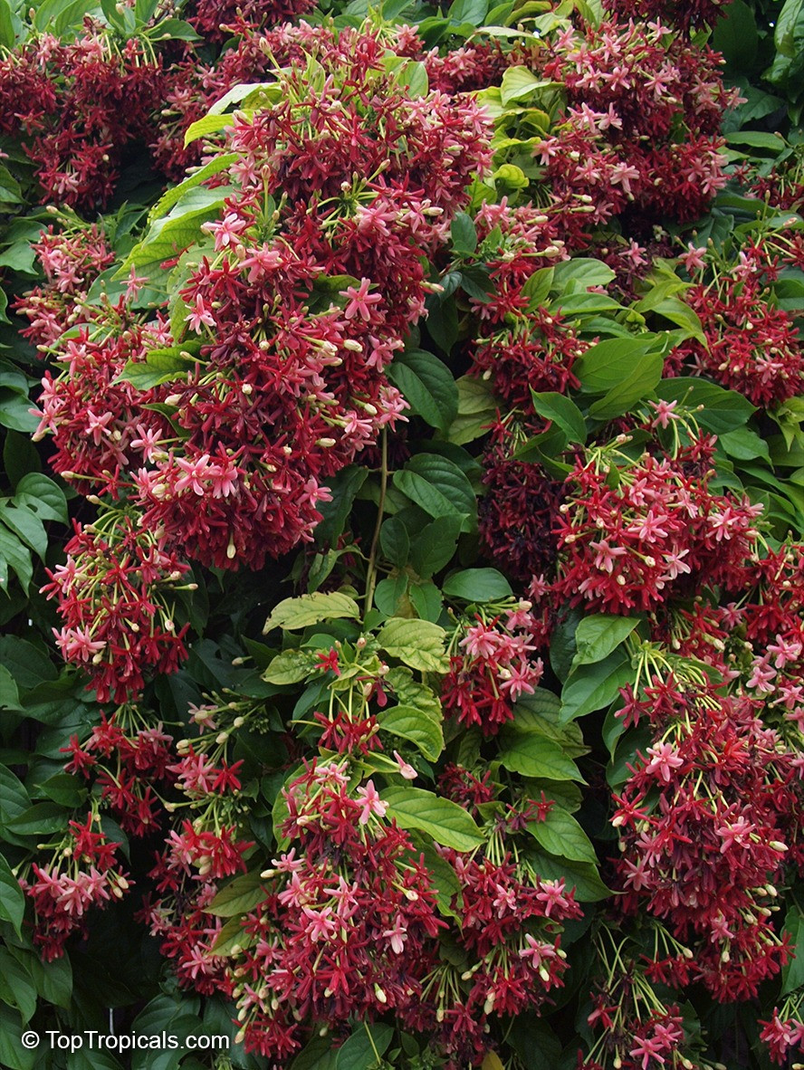 Trường hợp trời mưa thì nên kéo dài thời gian tưới nước một cách thích hợp. Ảnh minh họa toptropicals