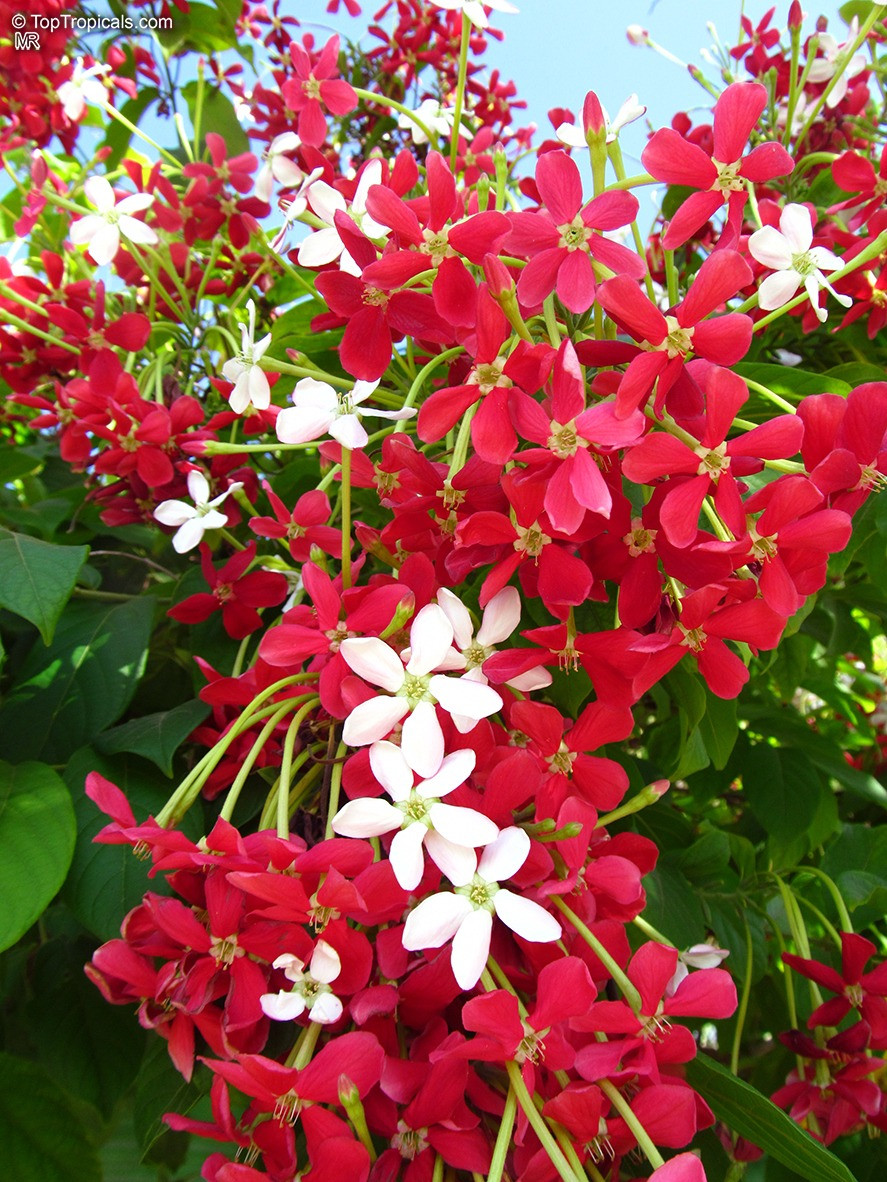 Hệ thống rễ của nó tương đối phát triển, không gian trong chậu hoa có hạn nên dễ bị cháy rễ. Ảnh minh họa toptropicals