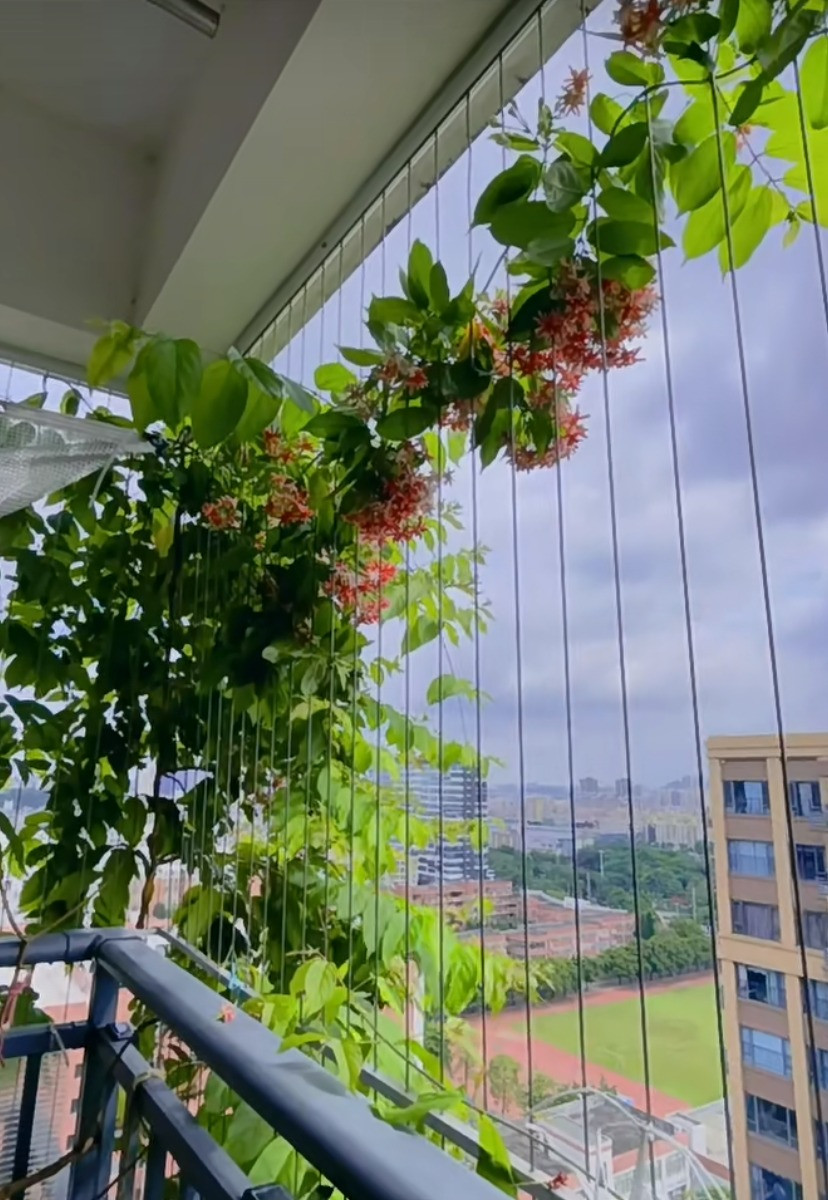 Khi nhiệt độ quá cao, cây cảnh sẽ tạm thời không hoạt động và ngừng phát triển. Ảnh minh họa Toutiao