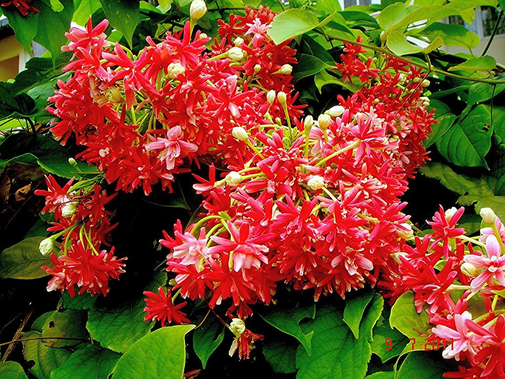  Cây có cành mảnh, dạng dây leo. Lá đơn, nguyên, đối, hình bầu dục. Cành non và lá có lông mịn. Cụm hoa chùm mọc đầu cành, hoa màu trắng, hồng, đỏ. Quả 5 cạnh lôì theo chiều dọc. Hạt hình thoi, vỏ hạt màu nâu nhạt, mỏng, nhăn nheo dễ bóc. Ảnh minh họa flickr 