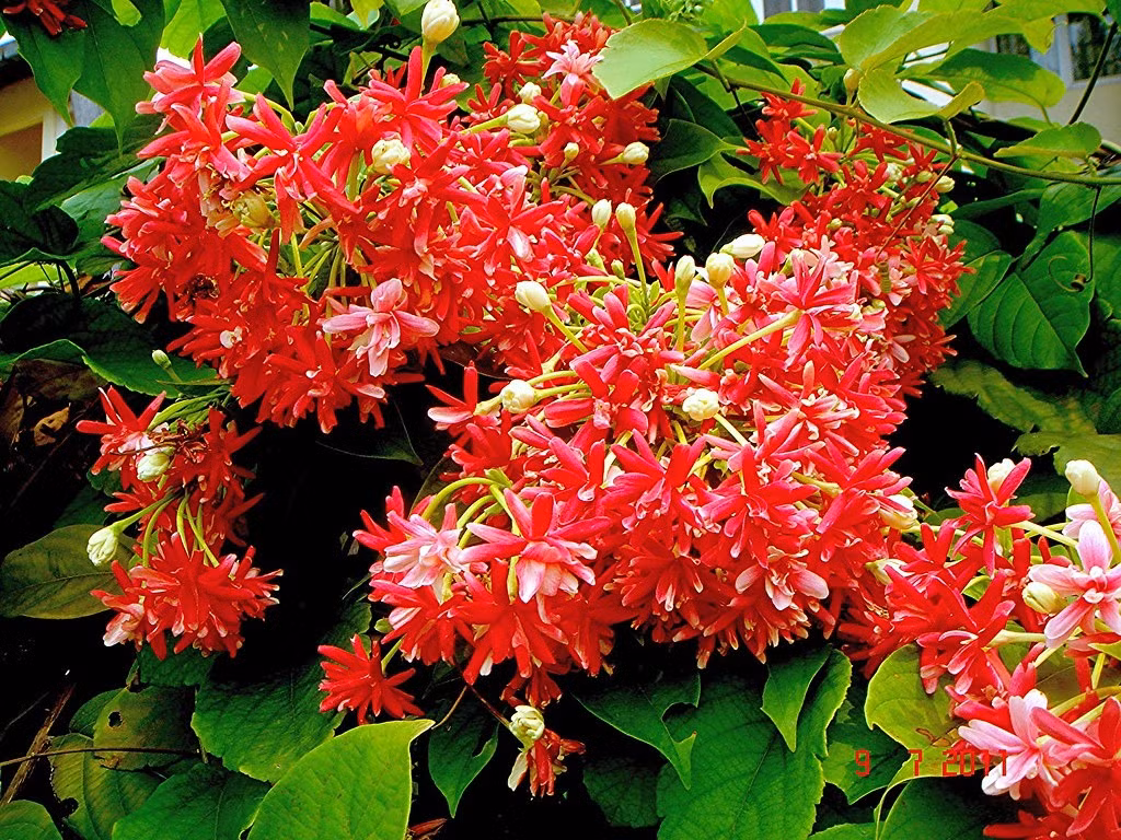  Cây có cành mảnh, dạng dây leo. Lá đơn, nguyên, đối, hình bầu dục. Cành non và lá có lông mịn. Cụm hoa chùm mọc đầu cành, hoa màu trắng, hồng, đỏ. Quả 5 cạnh lôì theo chiều dọc. Hạt hình thoi, vỏ hạt màu nâu nhạt, mỏng, nhăn nheo dễ bóc. Ảnh minh họa flickr 