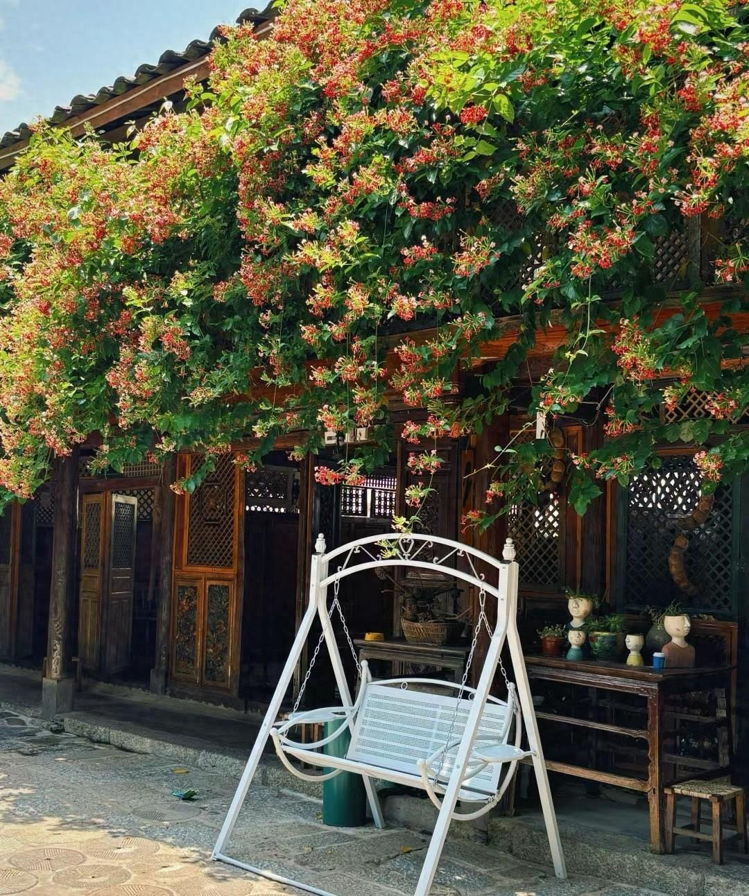 Nếu bón quá nhiều phân có chứa nitơ, lá sẽ bị héo và không thể nở hoa. Ảnh minh họa Toutiao