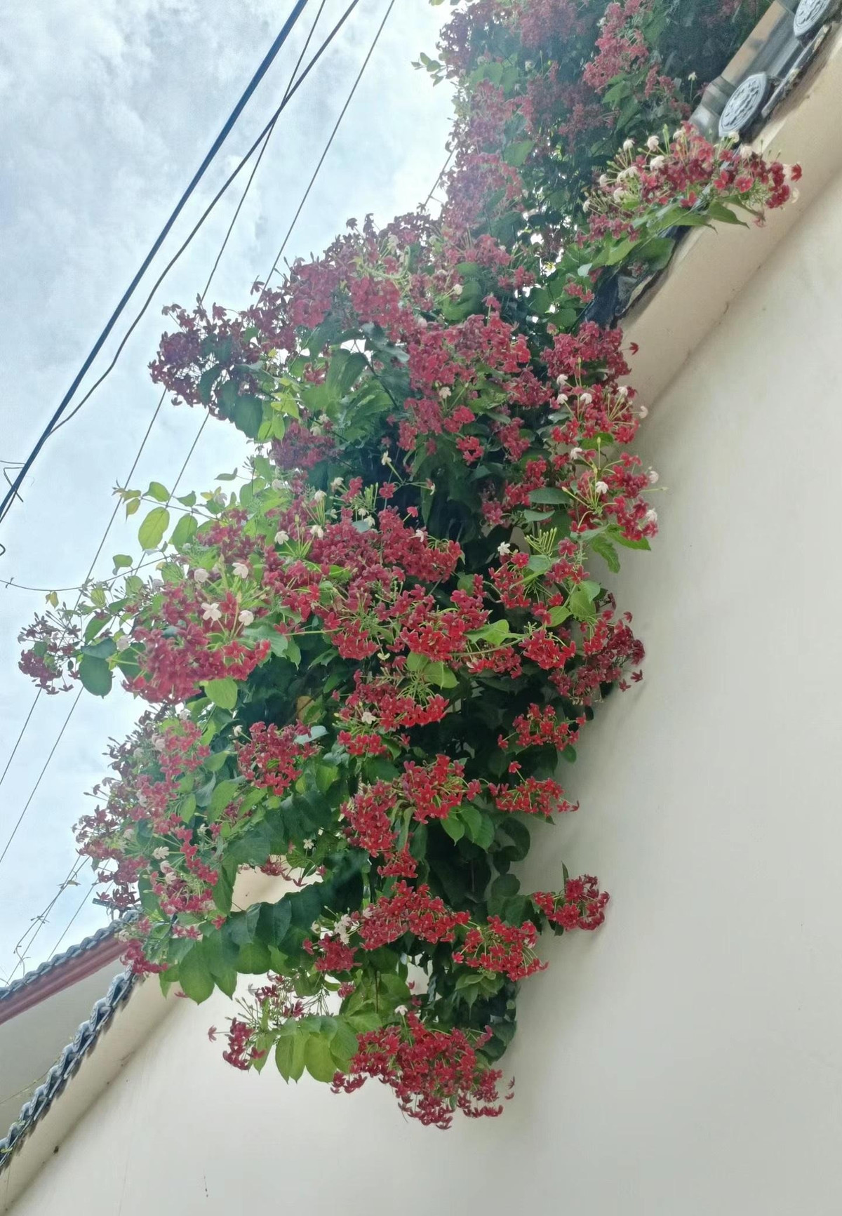 Ngoài ra, ngôn ngữ hoa sử quân tử còn hàm chứa sự quan tâm, chúc phúc giữa con người với nhau. Khi chúng ta gửi hoa sử quân tử đến người thân và bạn bè, thực ra chúng ta đang bày tỏ sự quan tâm và chúc phúc của mình đến họ, mong rằng họ luôn khỏe mạnh và sống một cuộc sống hạnh phúc. Ảnh minh họa Toutiao 