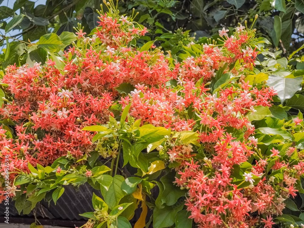  Dưới mái hiên nhà ai đó, những dây leo mềm mại xếp chồng lên nhau, ken dày thành một thảm lá xanh um, điểm xuyết những bông hoa đỏ, trắng. Nó giống như dòng thác, phủ đầy hoa rực rỡ như pháo hoa, nồng nàn và quyến rũ. Ảnh minh họa stock.adobe