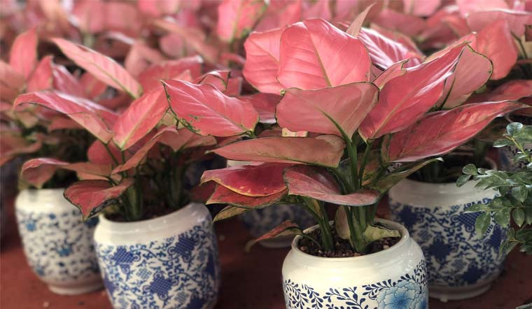 Trong văn hoá phong thủy phương Đông, màu đỏ là màu của sự may mắn và hạnh phúc. Cây Hồng Phát Lộc có toàn thân lá màu đỏ rực được xem là biểu tượng của sự may mắn, điềm lành, phát tài, phát lộc mang đến công danh, sự nghiệp, thăng tiền cho người sở hữu nó. 