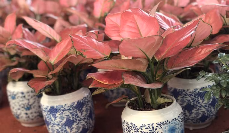 Trong văn hoá phong thủy phương Đông, màu đỏ là màu của sự may mắn và hạnh phúc. Cây Hồng Phát Lộc có toàn thân lá màu đỏ rực được xem là biểu tượng của sự may mắn, điềm lành, phát tài, phát lộc mang đến công danh, sự nghiệp, thăng tiền cho người sở hữu nó. 