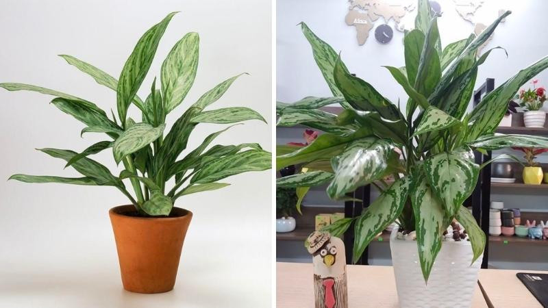 Theo khẳng định từ các chuyên gia khoa học, cây ngân hậu không có độc, thậm chí loại cây này còn có thể hút khí độc có trong không khí. Khi nồng độ các chất ô nhiễm càng cao thì khả năng làm sạch của cây càng lớn. 