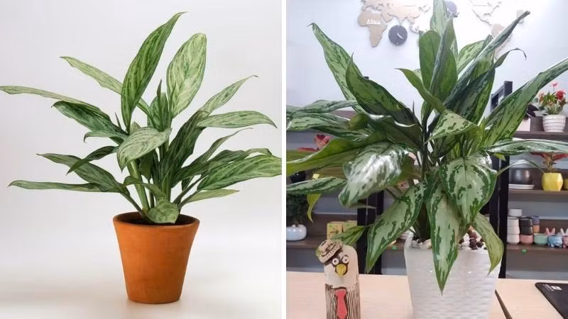 Theo khẳng định từ các chuyên gia khoa học, cây ngân hậu không có độc, thậm chí loại cây này còn có thể hút khí độc có trong không khí. Khi nồng độ các chất ô nhiễm càng cao thì khả năng làm sạch của cây càng lớn. 