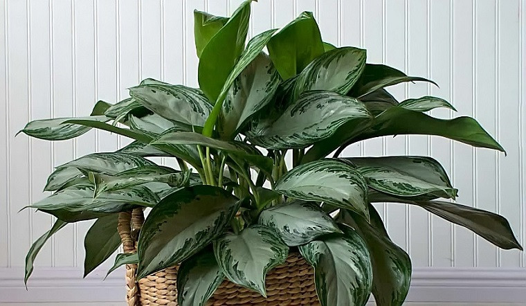 Cây cảnh này cũng đại diện cho sự cao sang, quyền quý giống như cái tên hoàng gia của nó vậy. Người ta quan niệm rằng nếu đặt cây ngân hậu trong nhà sẽ có thể xua đi những điều xui xẻo, mang lại sự giàu có và yên ấm cho gia đình.