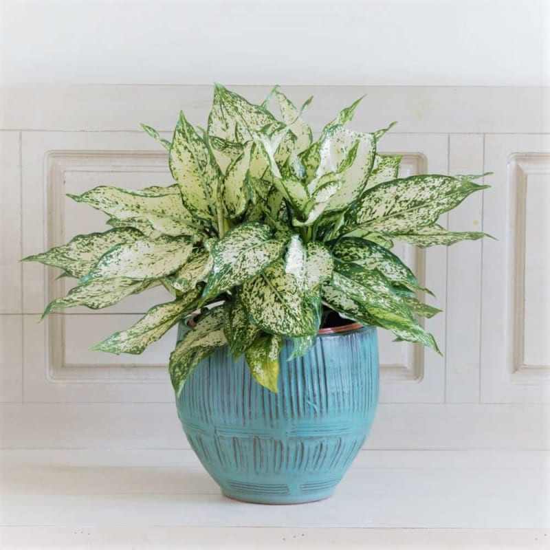 Cây ngọc ngân có khả năng loại bỏ các chất độc hại như benzen, formaldehyde và toluene thường có trong môi trường văn phòng và nhà ở.