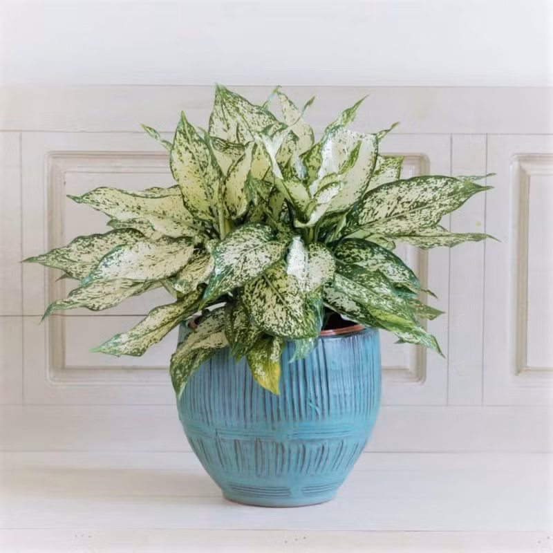 Cây ngọc ngân có khả năng loại bỏ các chất độc hại như benzen, formaldehyde và toluene thường có trong môi trường văn phòng và nhà ở.