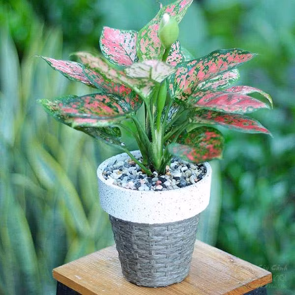 Cây vạn lộc đỏ được rất nhiều người rất ưa chuộng, màu đỏ cũng là màu mang lại sự may mắn và điều tốt lành (hợp với ý nghĩa cây vạn lộc). Vì vậy người ta thường dùng để trưng bày trong phòng khách để giúp chủ nhà gặp nhiều may mắn và thuận trong công việc, hạn chế xui rủi trong kinh doanh. 