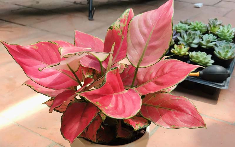  Bên cạnh đó, với sắc đỏ nổi bật, cây hồng phát lộc còn giúp cho không gian sống thêm màu sắc và có điểm nhấn hơn.