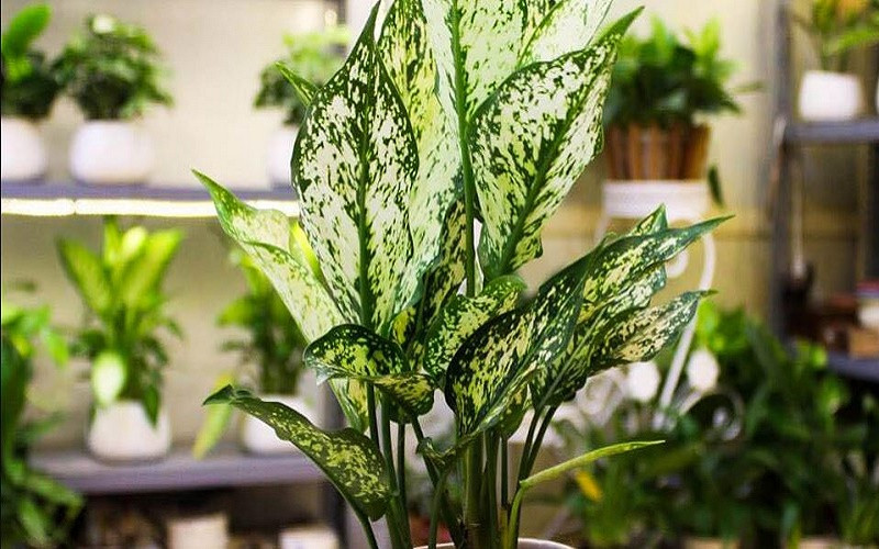 Để phát huy tác dụng phong thủy, bạn có thể đặt cây tại hướng Đông Nam, sẽ tích trữ nhiều năng lượng tích cực, vận khí trở nên tốt hơn. 