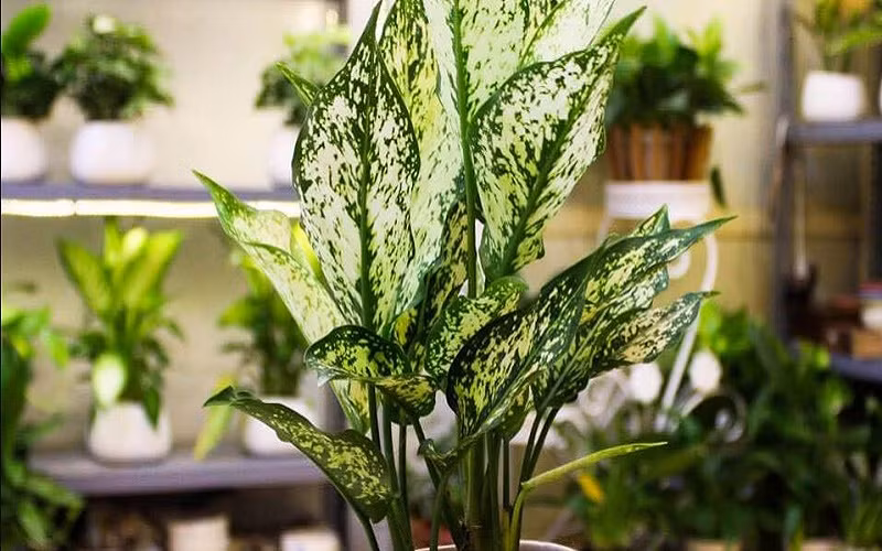 Để phát huy tác dụng phong thủy, bạn có thể đặt cây tại hướng Đông Nam, sẽ tích trữ nhiều năng lượng tích cực, vận khí trở nên tốt hơn. 