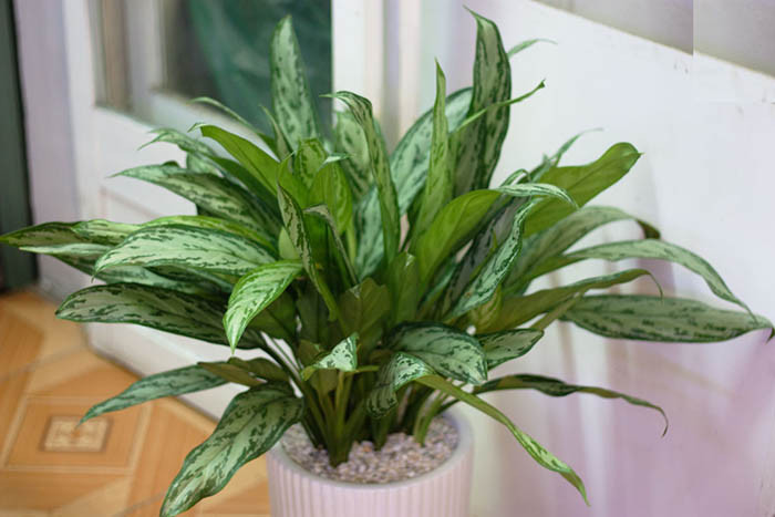 Lá càng xanh tươi và đầy sức sống, cây càng thu hút và tỏa ra nhiều vượng khí. Vị trí tốt nhất để đặt cây là ban công, phòng học, phòng làm việc,...