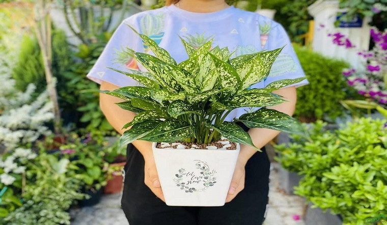 Theo phong thủy, ngọc ngân được mệnh danh là cây tài lộc mang về tiền tài, may mắn và thịnh vượng cho chủ nhân. Người ta tin rằng có cây ngọc ngân trong nhà hay phòng làm việc sẽ làm may mắn mỉm cười và tài lộc hưng vượng.