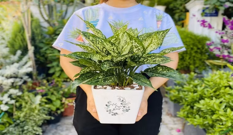 Theo phong thủy, ngọc ngân được mệnh danh là cây tài lộc mang về tiền tài, may mắn và thịnh vượng cho chủ nhân. Người ta tin rằng có cây ngọc ngân trong nhà hay phòng làm việc sẽ làm may mắn mỉm cười và tài lộc hưng vượng.