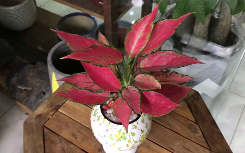 Ngoài ra cây còn mang những ý nghĩa tốt đẹp như những lời chúc cát tường, như ý, phát tài, thịnh vượng về mặt phong thủy nên thích hợp để tặng nhân dịp khai trương, thăng chức hay tân gia,...