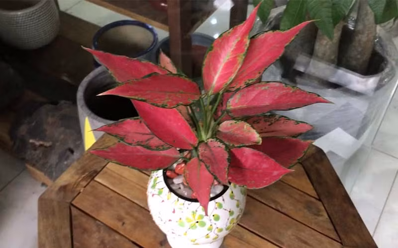 Ngoài ra cây còn mang những ý nghĩa tốt đẹp như những lời chúc cát tường, như ý, phát tài, thịnh vượng về mặt phong thủy nên thích hợp để tặng nhân dịp khai trương, thăng chức hay tân gia,...