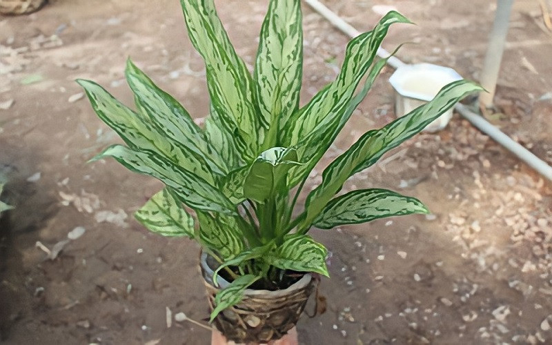  Theo phong thủy, cây ngân hậu có thể đem tới may mắn, tài lộc và thành công cho người sử hữu. Bởi vậy có thể thấy rằng, ngân hậu là một loại cây mang ý nghĩa vô cùng to lớn đối với con người.