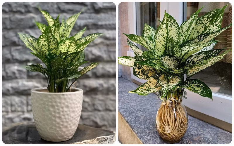  Không những thế, cây ngọc ngân còn mang đến nhiều ý nghĩa phong thủy tốt đẹp. Giống như tên ngọc ngân, cây cảnh này là biểu tượng của sự thịnh vượng, may mắn và thành công trong sự nghiệp.