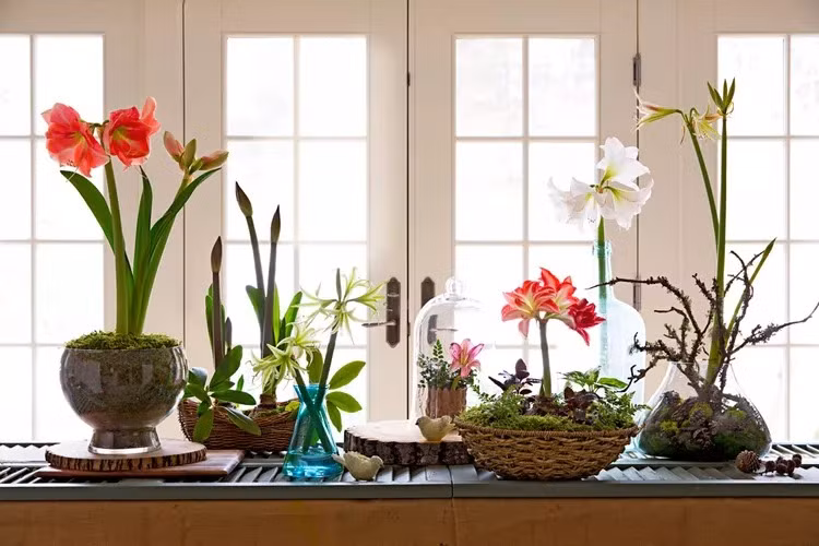  Cây cảnh này không chỉ đẹp mà còn rất dễ chăm sóc. Nó có thể nở hoa nhanh chóng khi được trồng trong nhà ở môi trường ấm áp. Nó chịu hạn và bán râm mát, hình dạng hoa thay đổi theo cường độ ánh sáng.