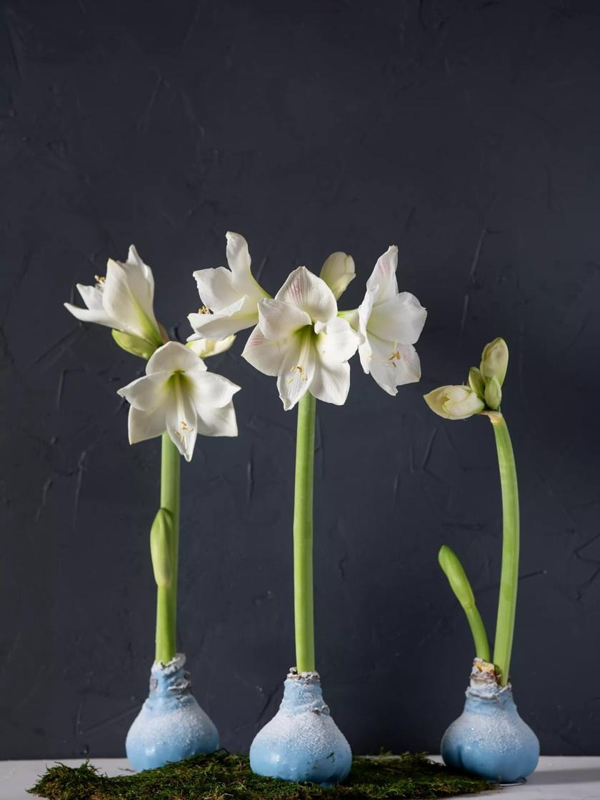  Cây cảnh này mang ý nghĩa rất tốt đẹp, ngụ ý về sự thịnh vượng của ngôi nhà. Theo phong thủy, lan huệ màu đỏ được xem là màu của sự may mắn mang lại sự tốt lành cho gia chủ.