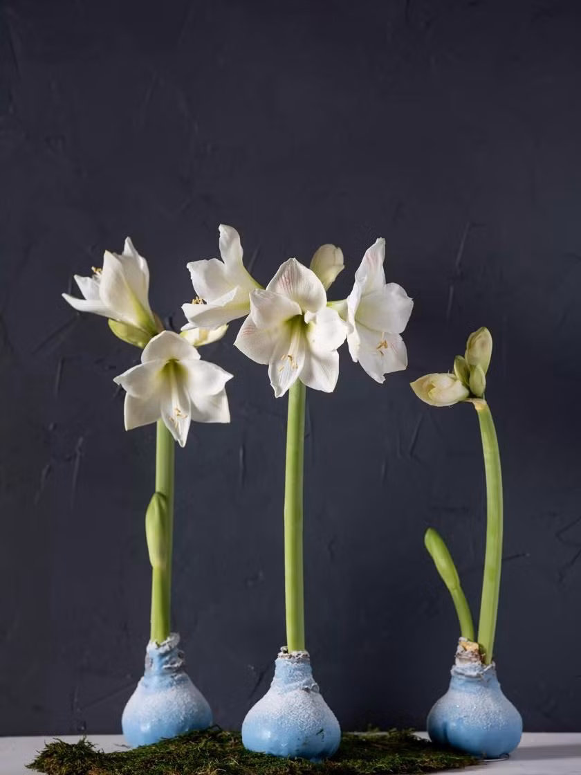  Cây cảnh này mang ý nghĩa rất tốt đẹp, ngụ ý về sự thịnh vượng của ngôi nhà. Theo phong thủy, lan huệ màu đỏ được xem là màu của sự may mắn mang lại sự tốt lành cho gia chủ.