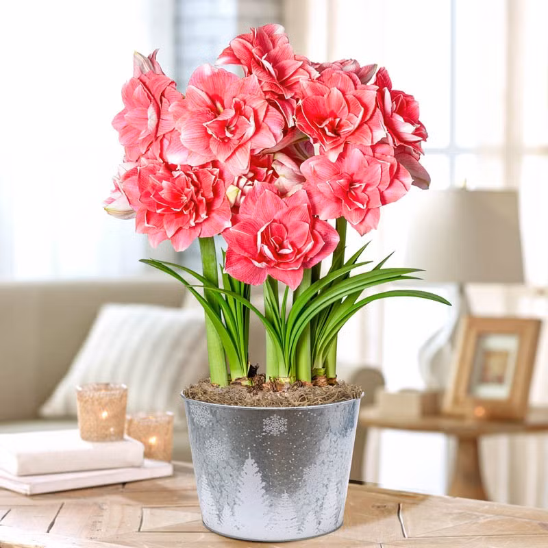 Ngôn ngữ hoa của lan huệ là khao khát được yêu thương và theo đuổi tình yêu. Ngoài ra, nó còn có nghĩa là người đó rất mong manh và mong muốn được chăm sóc.