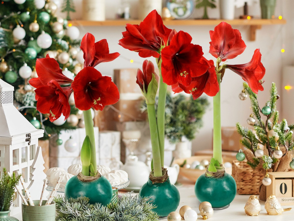 Hoa lan huệ có nhiều màu sắc khác nhau như đỏ, trắng đỏ, cam, đỏ cam, đen... Hình dáng hoa giống như một cái loa với 6 cánh hoa nhọn tỏa ra rất đẹp.