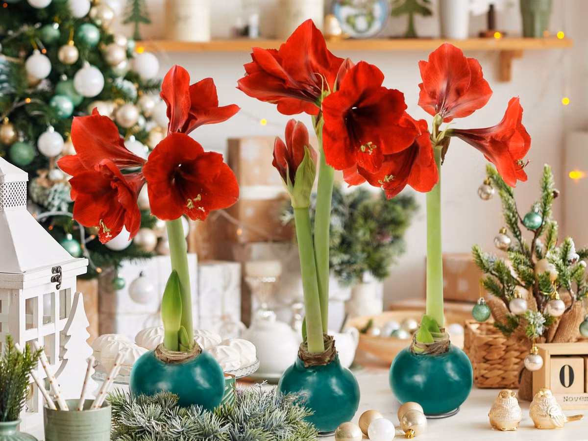 Hoa lan huệ có nhiều màu sắc khác nhau như đỏ, trắng đỏ, cam, đỏ cam, đen... Hình dáng hoa giống như một cái loa với 6 cánh hoa nhọn tỏa ra rất đẹp.