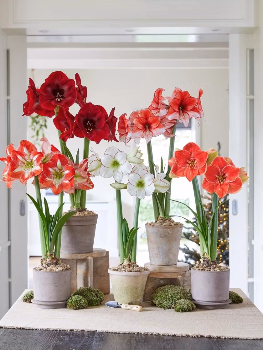 Loài hoa này xưa thường được trồng vài bụi trước cửa nhà để tô điểm màu sắc cho căn nhà. Ngày nay, chúng càng được ưa thích, khiến nhiều người mê đắm bởi những bông hoa lớn, màu sắc rực rỡ. 