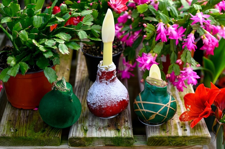 Tong một số truyền thuyết, lan huệ là một ngôi sao từ trên trời. Tên tiếng Anh của nó "amaryllis" xuất phát từ từ "tỏa sáng" trong tiếng Hy Lạp. Thông điệp mà loài hoa này muốn chuyển tài chính là: “trong mọi hoàn cảnh, chúng ta phải đi đúng con đường”.