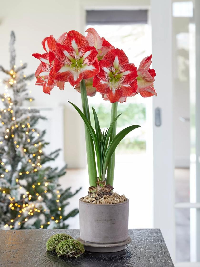  Hoa lan huệ có màu sắc rất rực rỡ vì thế nó là biểu tượng của vẻ đẹp huy hoàng và niềm tự hào. Theo phong thủy, hoa lan huệ màu đỏ được cho là đem lại nhiều may mắn và sự tốt lành cho gia chủ.