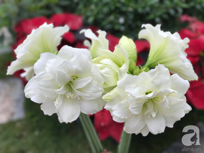  Các giống lan huệ khác nhau có thời kỳ ra hoa khác nhau. Hầu hết nở hoa vào mùa xuân, một số nở vào mùa hè và mùa đông và một số nở hoa nhiều lần trong năm. Đồng thời chúng ta có thể thấy những bông hoa nở hoa từ trên củ, không hề có lá.