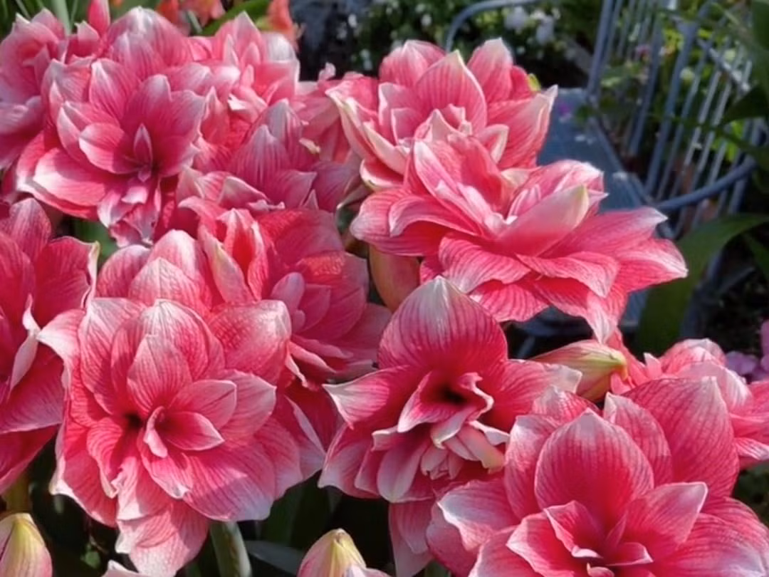  Hoa lan huệ có 2 loại: Lan huệ đơn và lan huệ kép. Hoa lan huệ đơn sẽ có 6 cánh hoa xếp thành 2 lớp so le nhau, mỗi lớp có 3 cánh xếp thành hình tam giác, còn hoa lan huệ kép sẽ có nhiều cánh hoa hơn, xếp từ 3 lớp cánh trở lên.