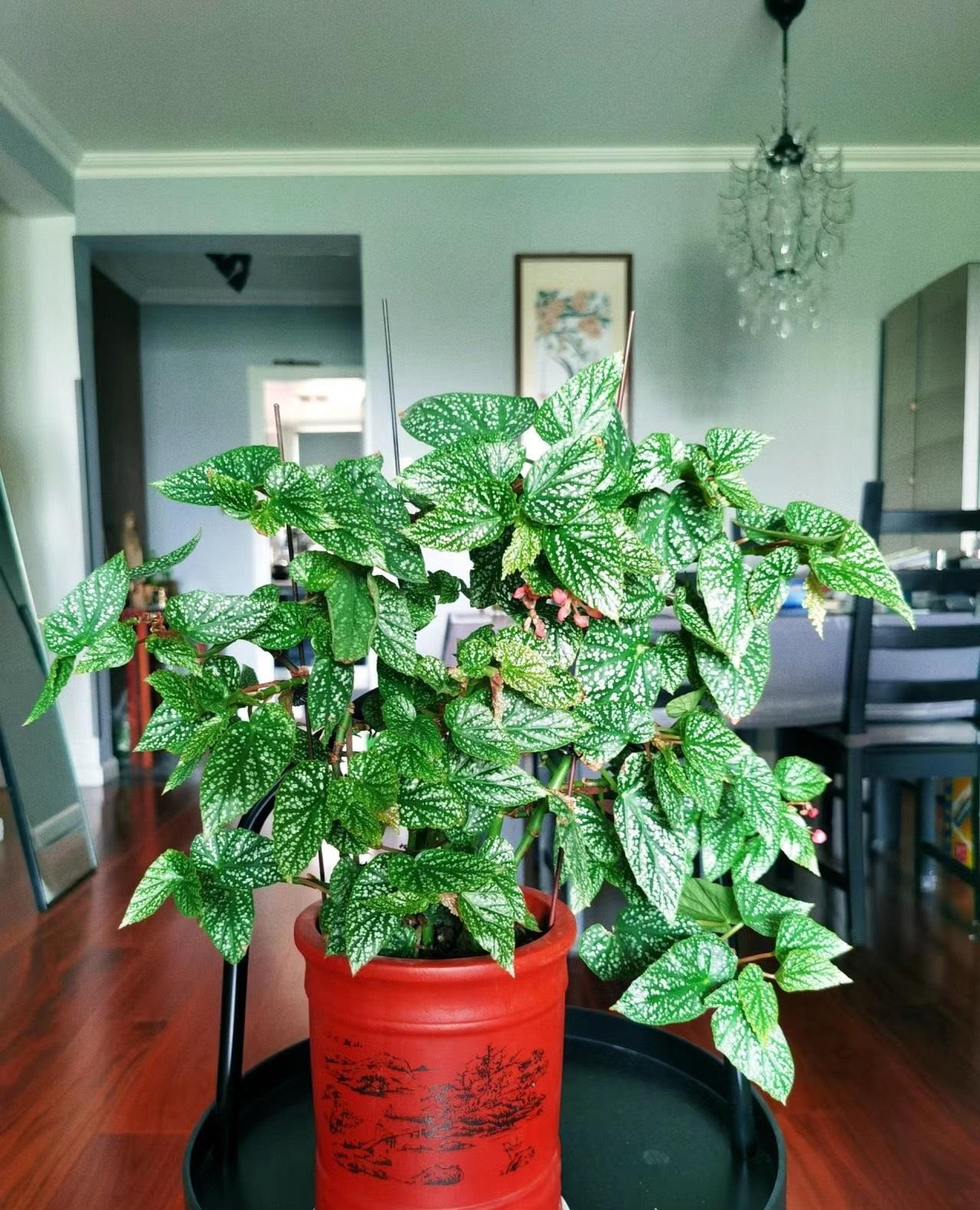 Những người bạn từng nuôi cây cảnh này đều biết loại cây này có khả năng ra hoa rất tốt. Chỉ cần được chăm sóc đúng cách, nó sẽ ra hoa liên tục, thậm chí còn siêng năng hơn hoa hồng.