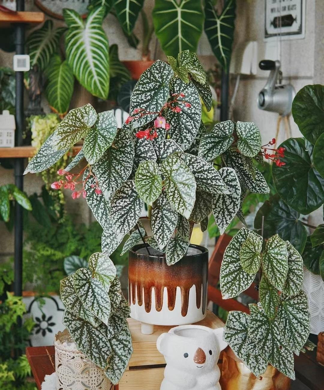 br/> Cây cảnh này rất chịu bóng. Thu hải đường tuyết phủ không có yêu cầu về ánh sáng mạnh và không thích ánh sáng mạnh. Nếu tiếp xúc với ánh nắng trực tiếp, lá sẽ héo và cây sẽ thiếu sức sống. Cây cảnh chỉ cần tiếp xúc 2-3 giờ ánh sáng mỗi ngày là đủ. 