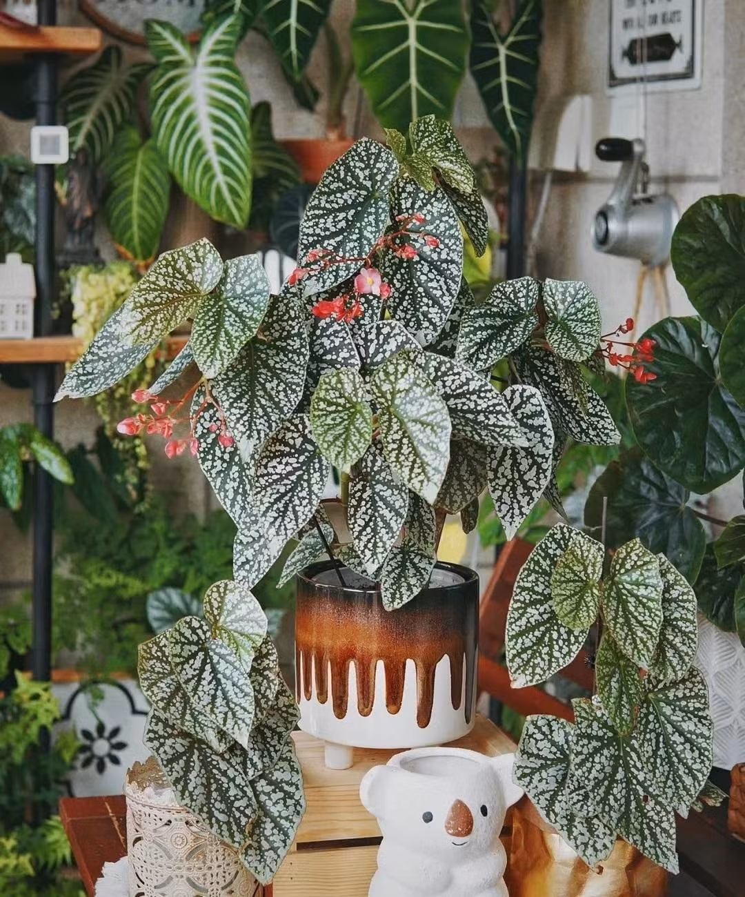 br/> Cây cảnh này rất chịu bóng. Thu hải đường tuyết phủ không có yêu cầu về ánh sáng mạnh và không thích ánh sáng mạnh. Nếu tiếp xúc với ánh nắng trực tiếp, lá sẽ héo và cây sẽ thiếu sức sống. Cây cảnh chỉ cần tiếp xúc 2-3 giờ ánh sáng mỗi ngày là đủ. 