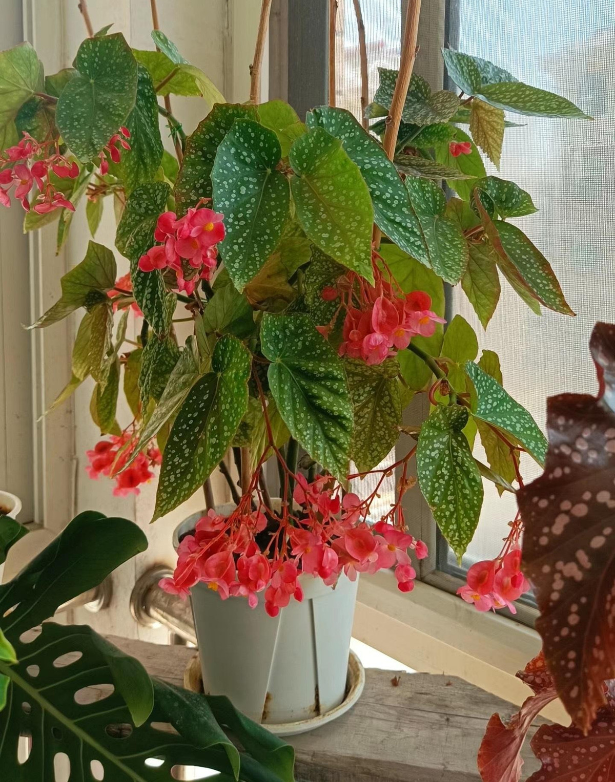 Cây cảnh rất thích hợp để trồng trong chậu hoa thông thường có đường kính 15 cm có thể phát triển vươn cao. Chiều cao của cây trong chậu có thể lên tới 50 -60 cm. Thân chính và cành phụ thẳng tắp, sạch sẽ, gọn gàng, hào phóng, không giống những loại cây dễ biến thành “bạch tuộc” loằng ngoắng, khó coi. 