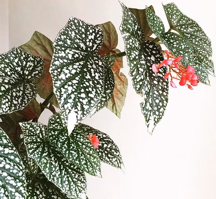  Ngoài ra, cây cảnh này còn có những bông hoa màu hồng dễ thương, tựa như những trái tim nhỏ, bổ sung màu sắc cho cây, giúp chúng có một vẻ đẹp hoàn hảo. Cả hoa và lá của thu hải đường tuyết phủ đều được đánh giá cao.