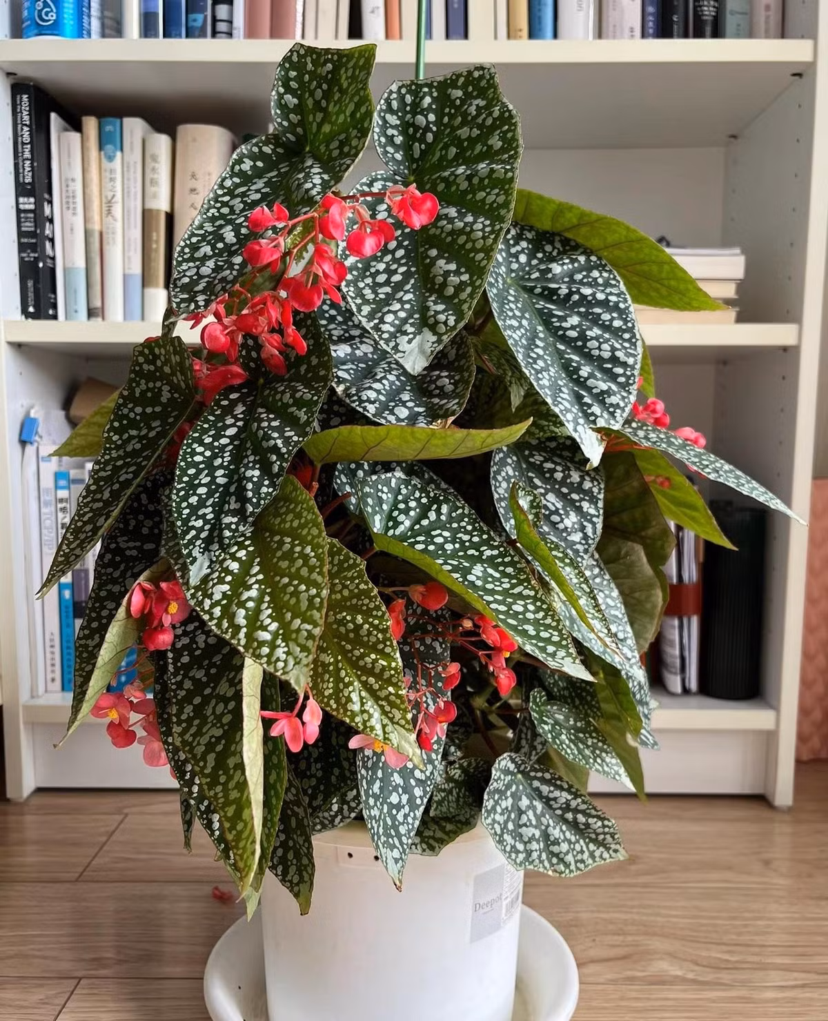  Sức sống của cây cảnh này có thể so sánh với cây kim tiền. Bạn chỉ cần tưới nước thường xuyên là cây cảnh có thể phát triển tốt. Những người yêu hoa nhưng bận rộn, không có nhiều thời gian có thể lựa chọn thu hải đường tuyết phủ này. 