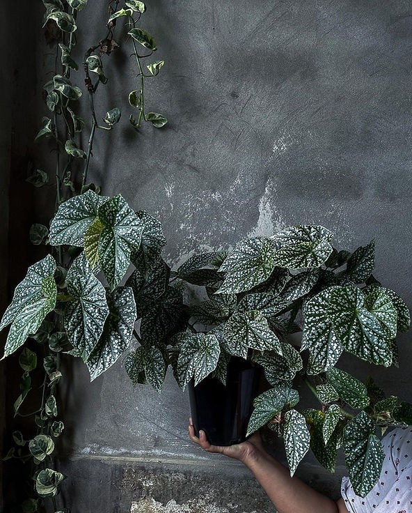  Ngoài ra, cây cảnh này còn có những chiếc lá rất đẹp hình bầu dục, tựa như đôi cánh thiên thần. Màu lá xanh, phủ đầy đốm trắng nhìn như tuyết vẩy phía trên, tươi tắn và nghệ thuật. Những chiếc lá của chúng đơn giản và thanh lịch, những chấm bi trắng dạ quang còn có thể phát sáng dưới ánh nắng. 