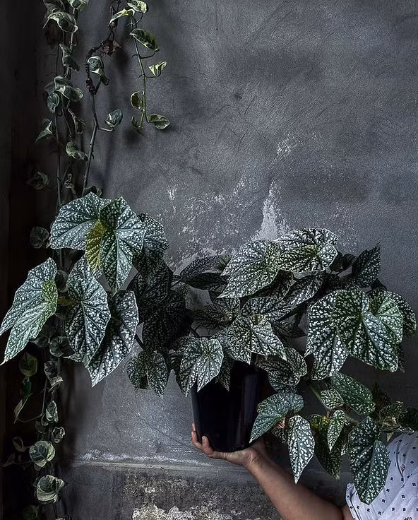  Ngoài ra, cây cảnh này còn có những chiếc lá rất đẹp hình bầu dục, tựa như đôi cánh thiên thần. Màu lá xanh, phủ đầy đốm trắng nhìn như tuyết vẩy phía trên, tươi tắn và nghệ thuật. Những chiếc lá của chúng đơn giản và thanh lịch, những chấm bi trắng dạ quang còn có thể phát sáng dưới ánh nắng. 